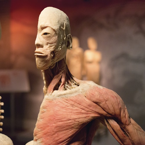 REAL Bodies at Horseshoe Las Vegas: Entry Ticket — gallery 2