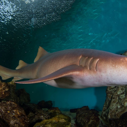 Clearwater Marine Aquarium: Entry Ticket