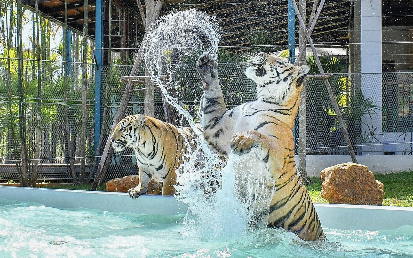 Tiger Park Tickets with Tiger Play Packages — gallery 5