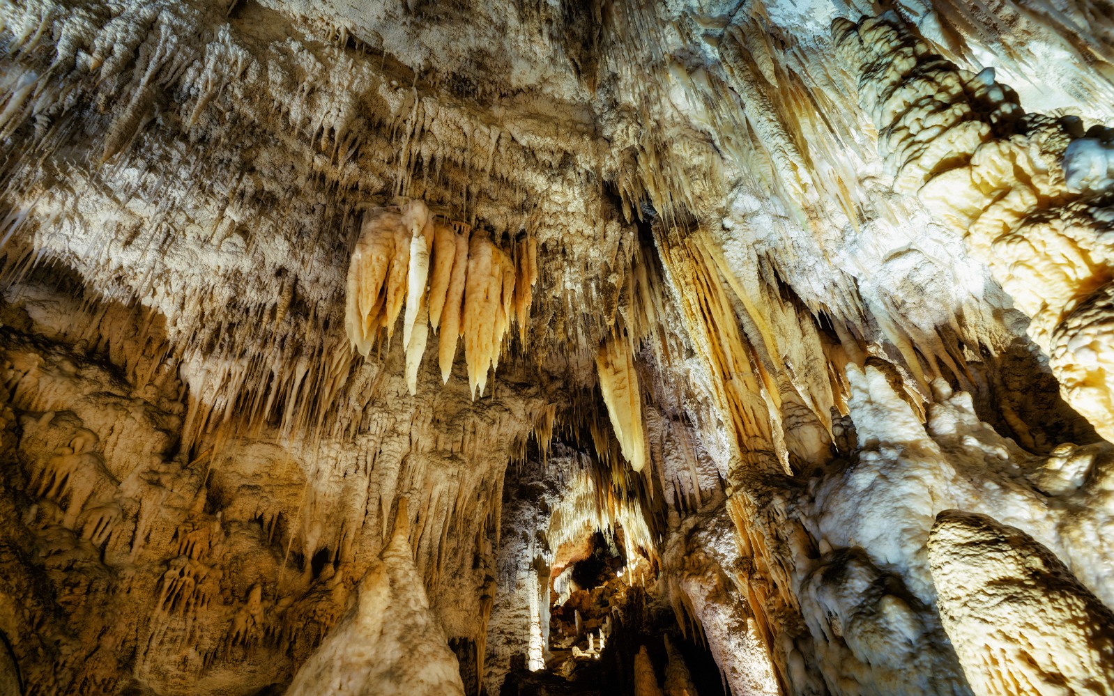 From Auckland: Waitomo Glowworm Caves Guided Tour