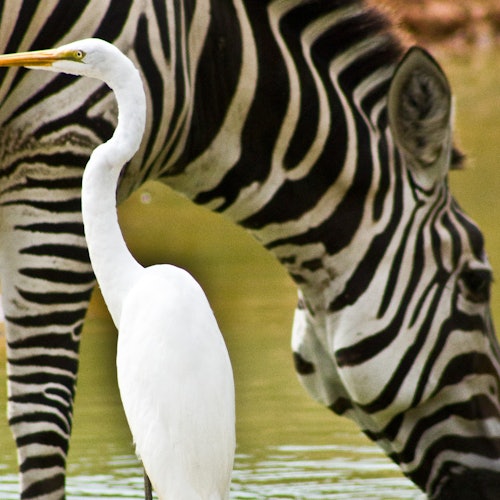 Franklin Drive Thru Safari: Entry Ticket — gallery 3