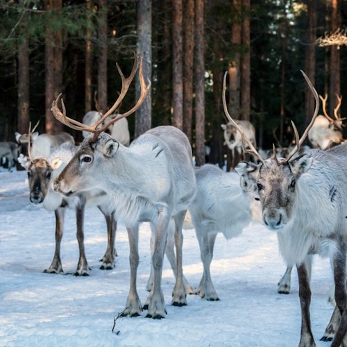 Reindeer Farm: Guided Tour + Transfer — gallery 3