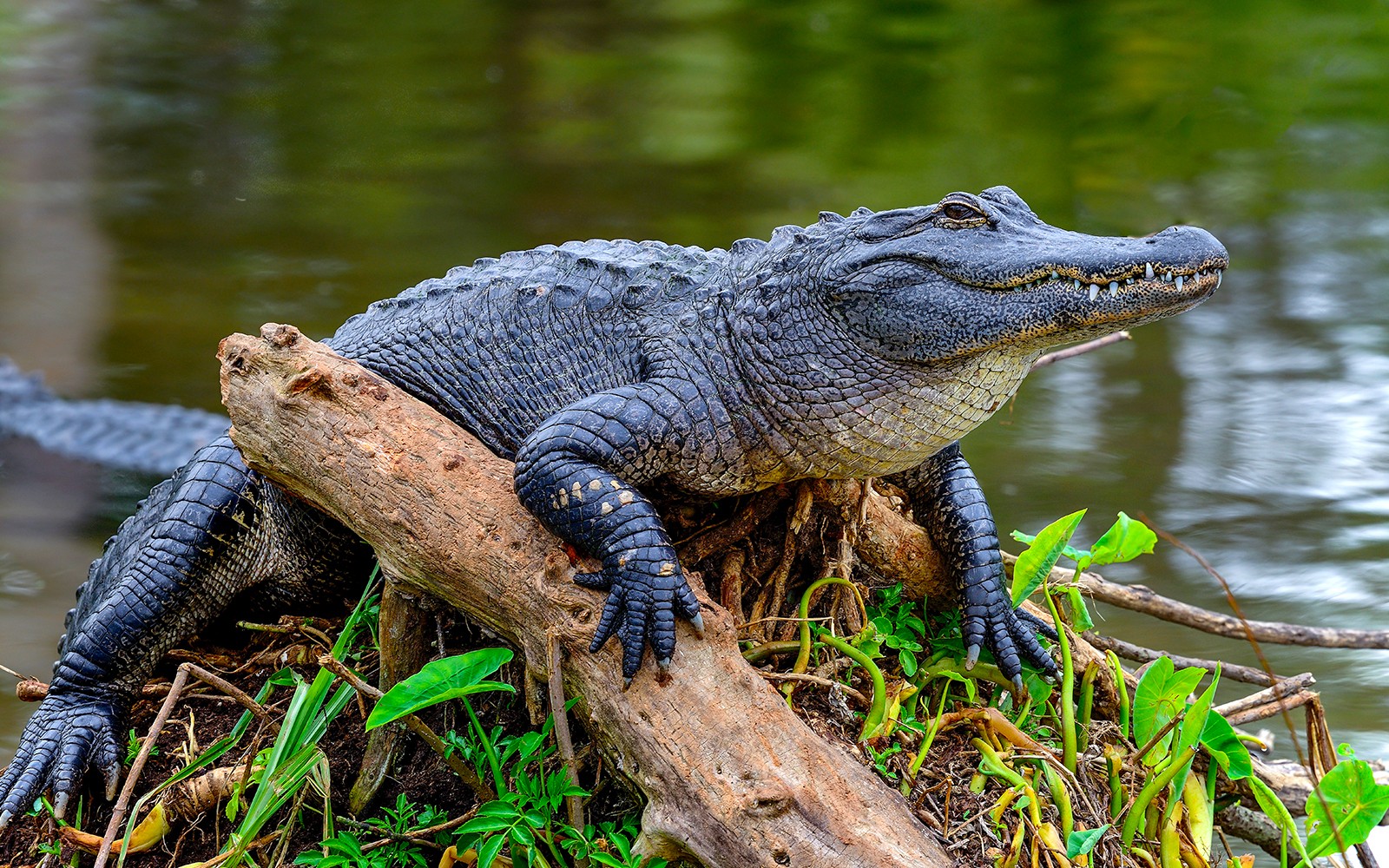 Combo: Kennedy Space Center + Airboat Safari + Round-Trip Transportation