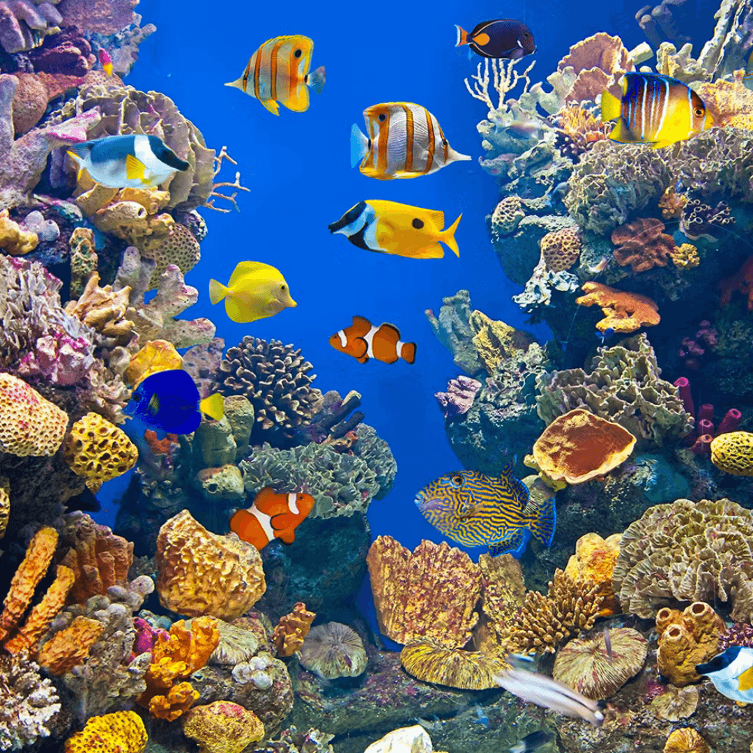 Barcelona Aquarium: Skip the Line — gallery 3