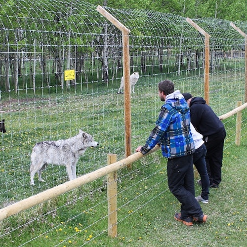 Yamnuska Wolfdog Sanctuary: Entry Ticket + Guided Tour — gallery 1