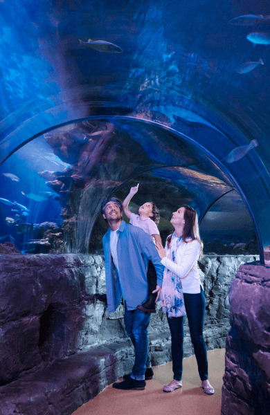 Sea Life London Aquarium Tickets — gallery 1