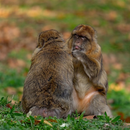 Parco Natura Viva: Open Date Ticket — gallery 4