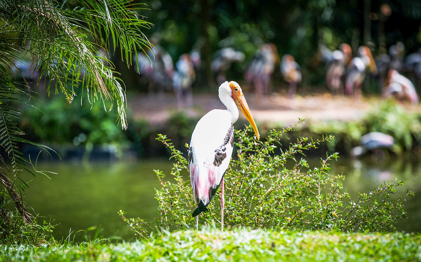 Zoo Negara & Panda Conservation Centre Tickets