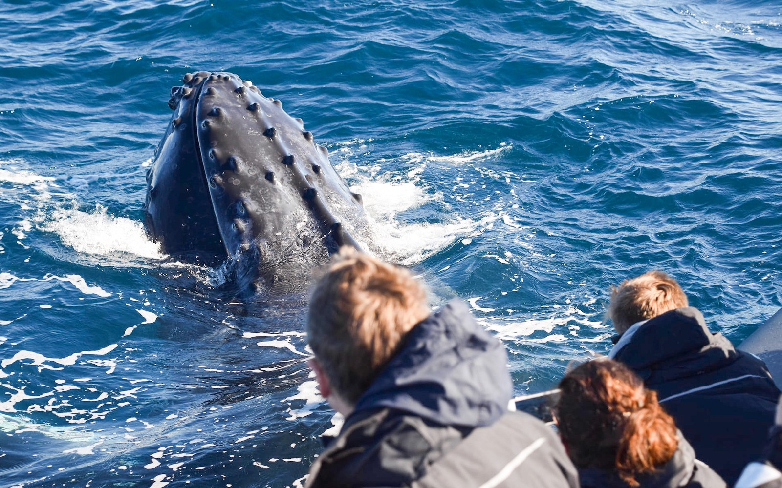 Sydney Whale Watching Inflatable Boat Cruise — gallery 2