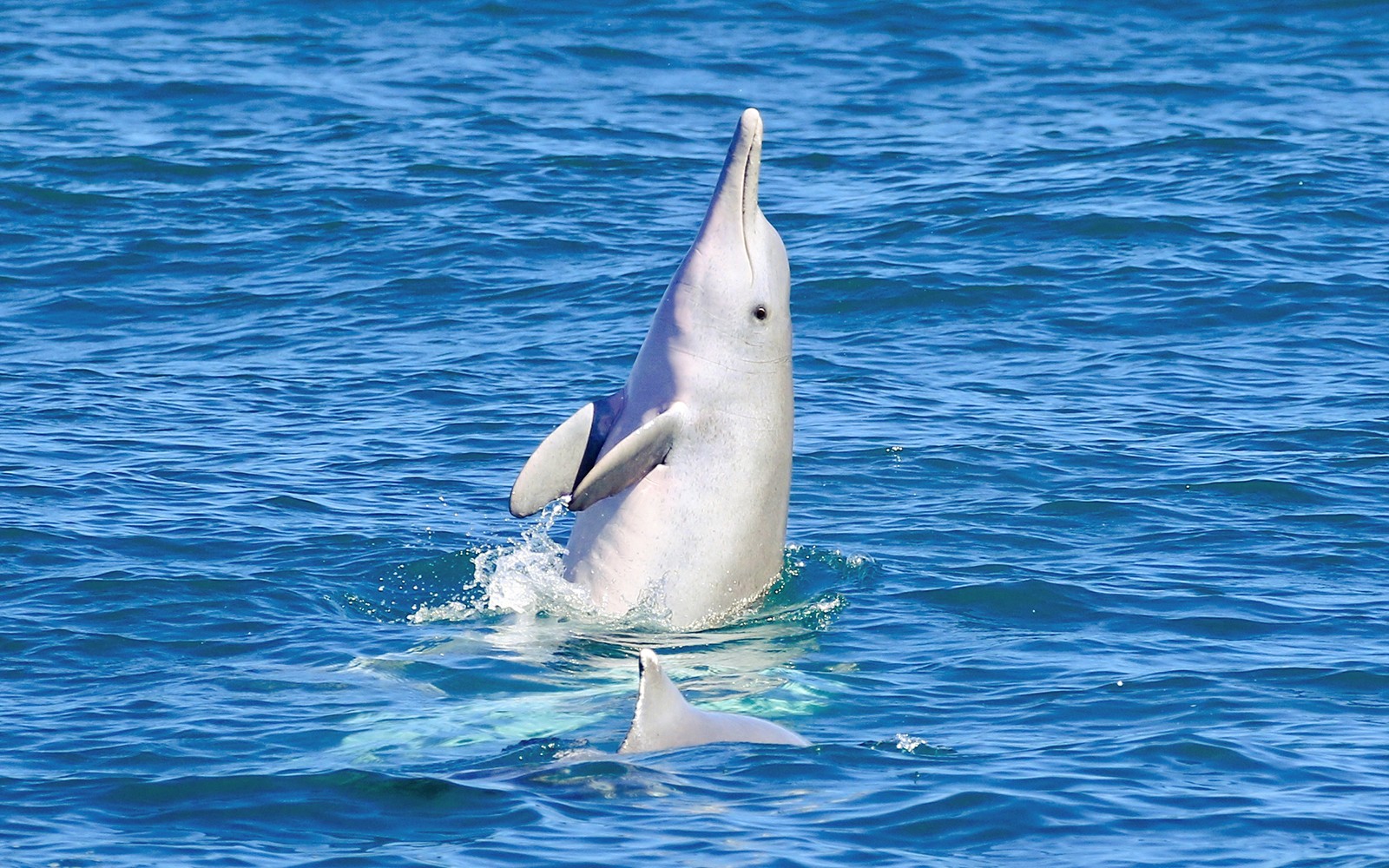 From Hervey Bay: K'gari (Fraser Island) Dolphin Eco-Sailing Cruise — gallery 1