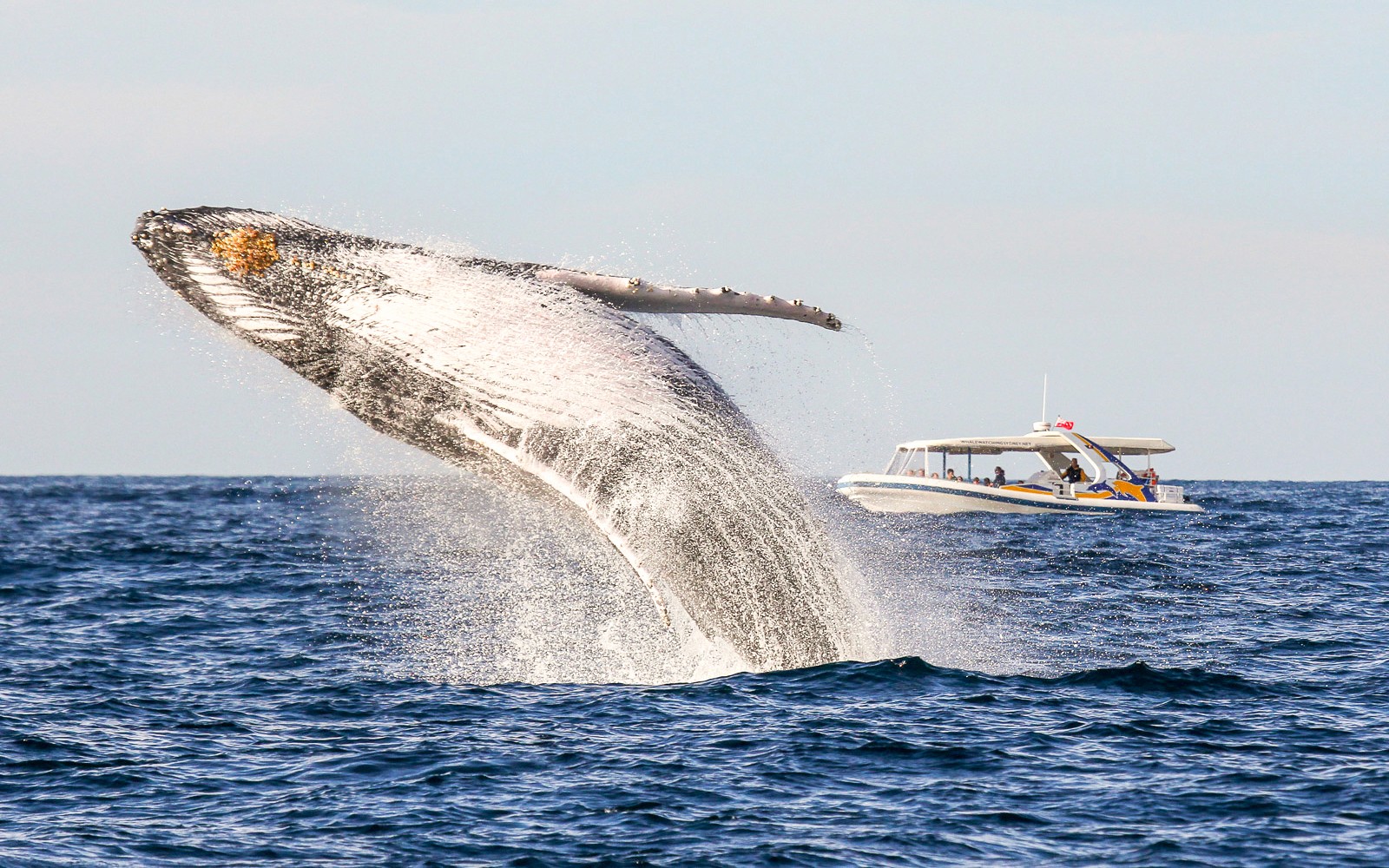 Combo [Save 4%]: Sydney Whale Watching Cruise + Taronga Zoo Tickets — gallery 3