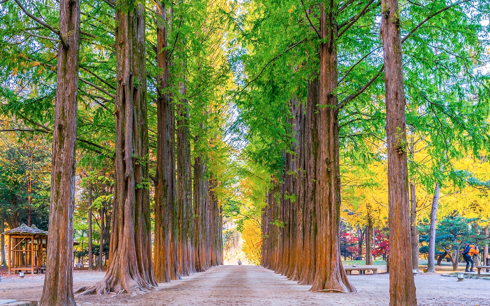 Round Trip Shuttle Bus Service to Nami Island — gallery 1