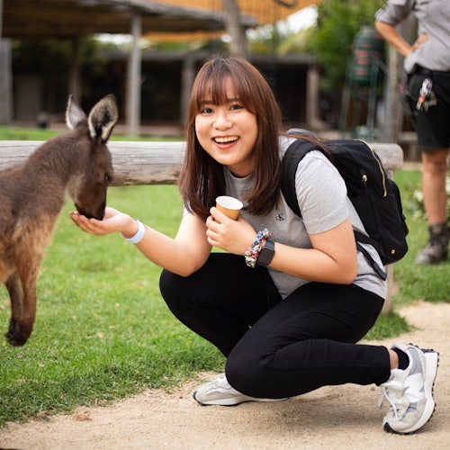 Blue Mountains & Sydney Zoo: Day Tour from Sydney — gallery 2