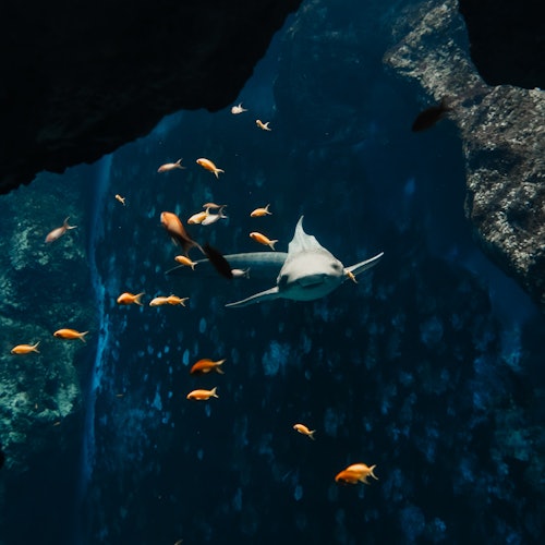Aquarium du Grand Lyon: Entry Ticket — gallery 4