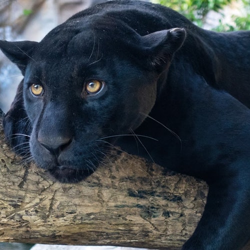 Loro Parque: Entry Ticket + Diamond Pass