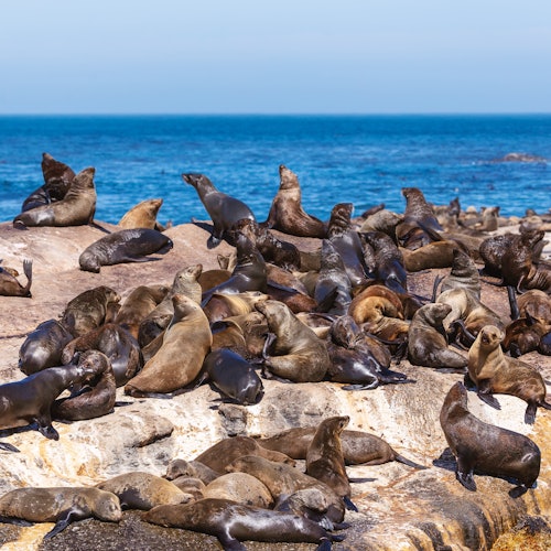 Cape of Good Hope & Boulders Beach: Small-Group Tour — gallery 2
