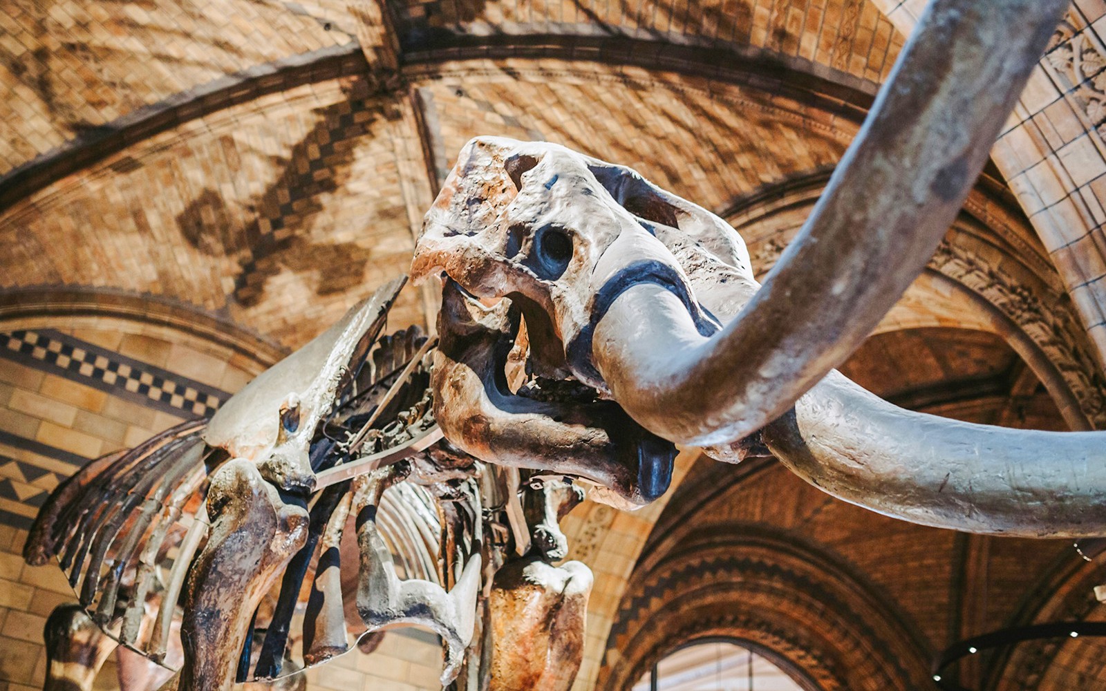 Natural History Museum Reserved Entry Ticket & Audio Tour