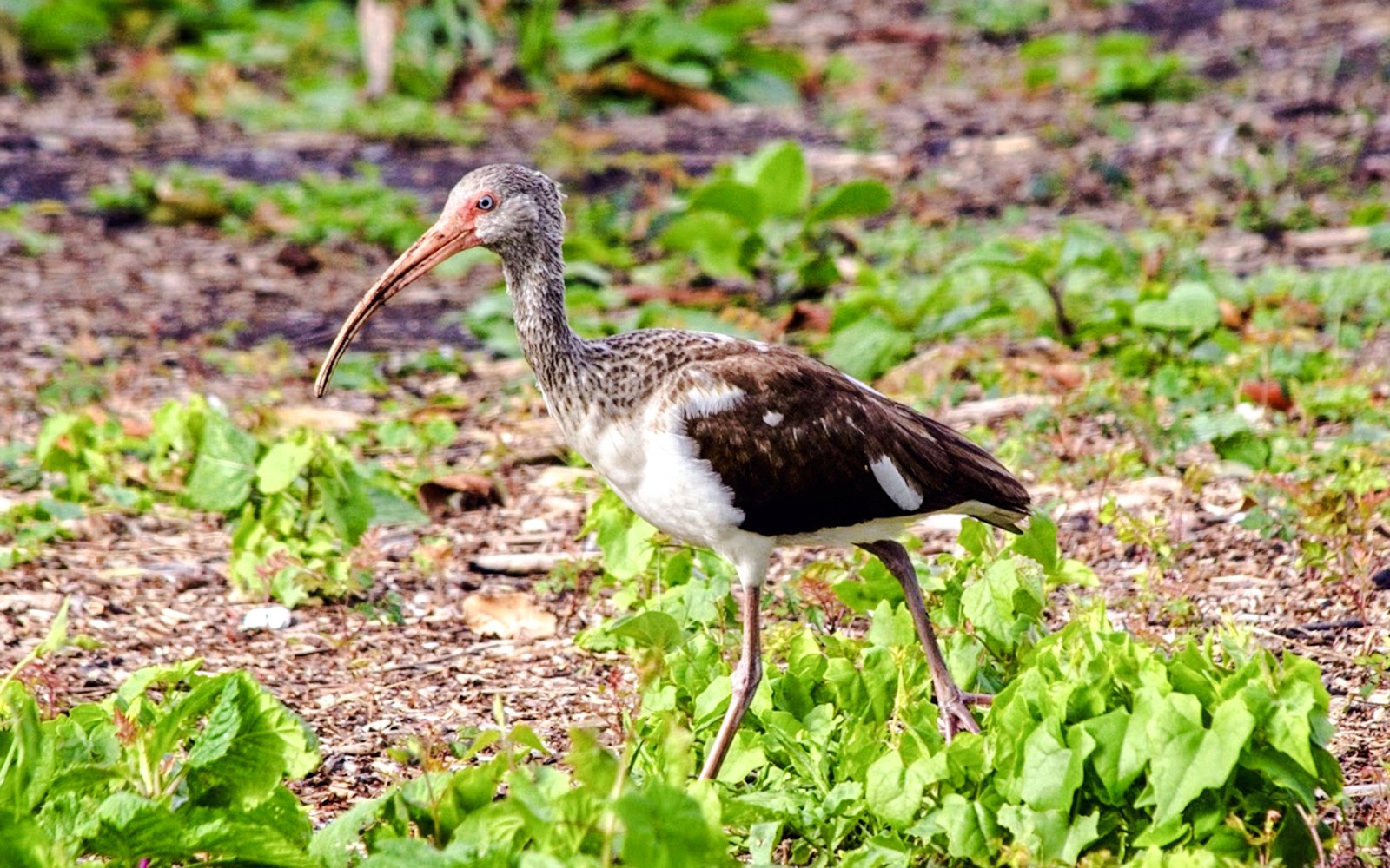 Everglades National Park: Half‑Day Tour with Airboat, Guided Nature Walk & Transportation — gallery 3
