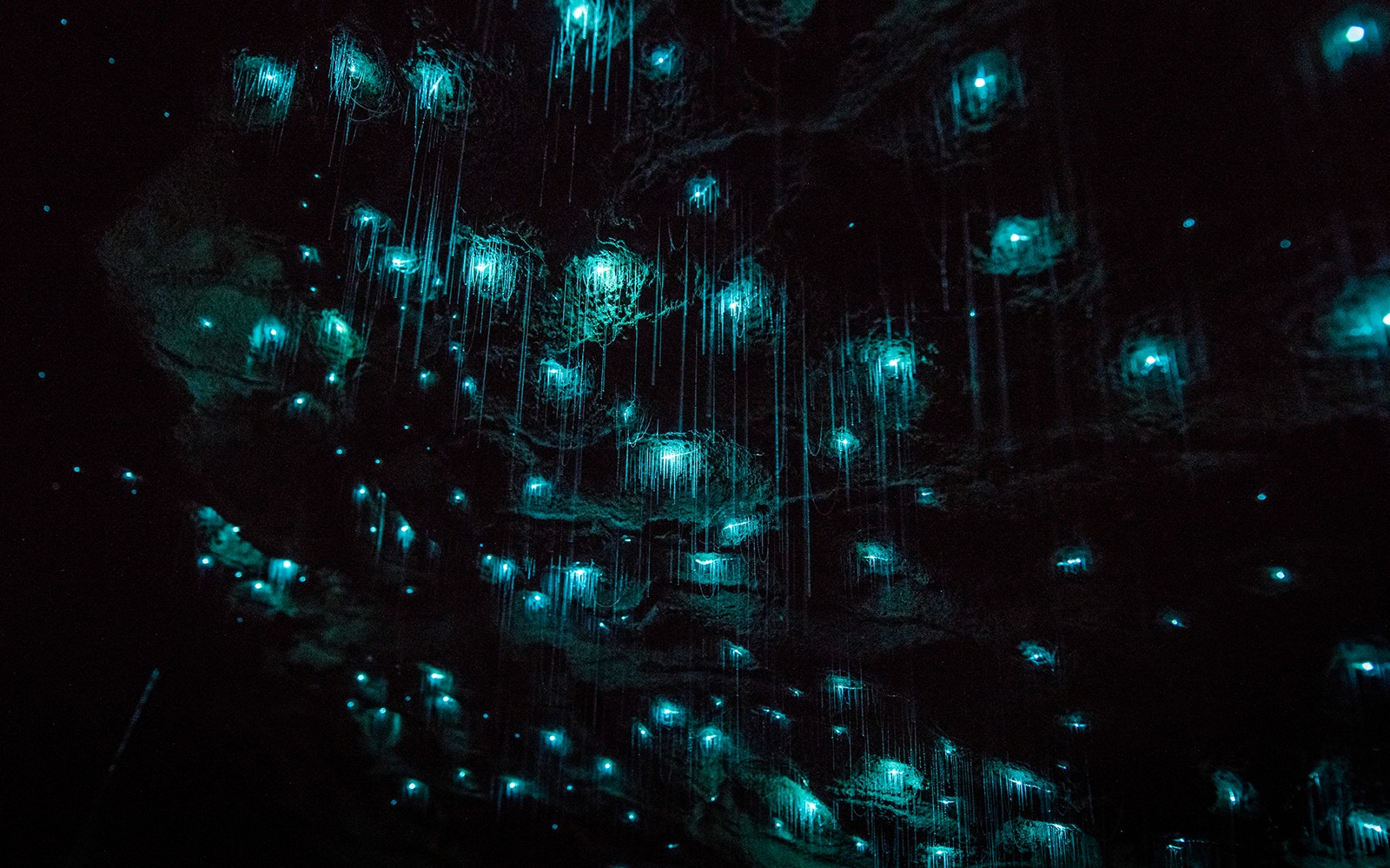 Offbeat Waitomo Glowworm Cave Small Group Guided Tour
