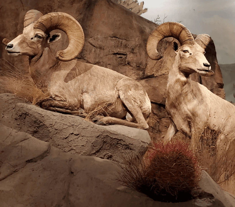 Las Vegas Natural History Museum: Entry Ticket — gallery 1