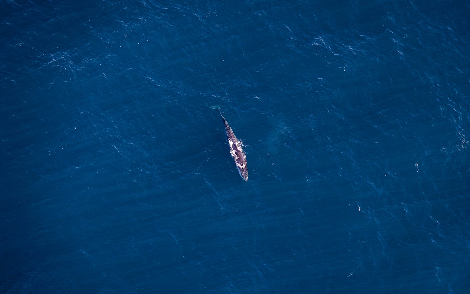 Kaikoura 40-Min Whale Watching Flight with Window Seat — gallery 3