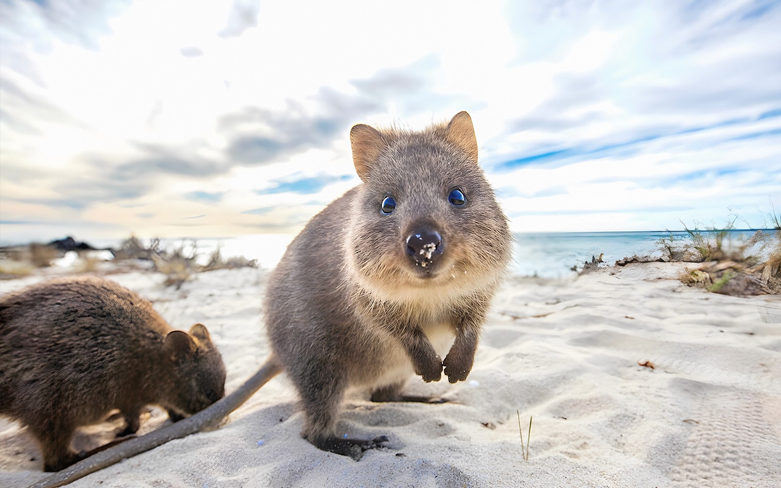 Rottnest Island Ferry and Bike Day Trip