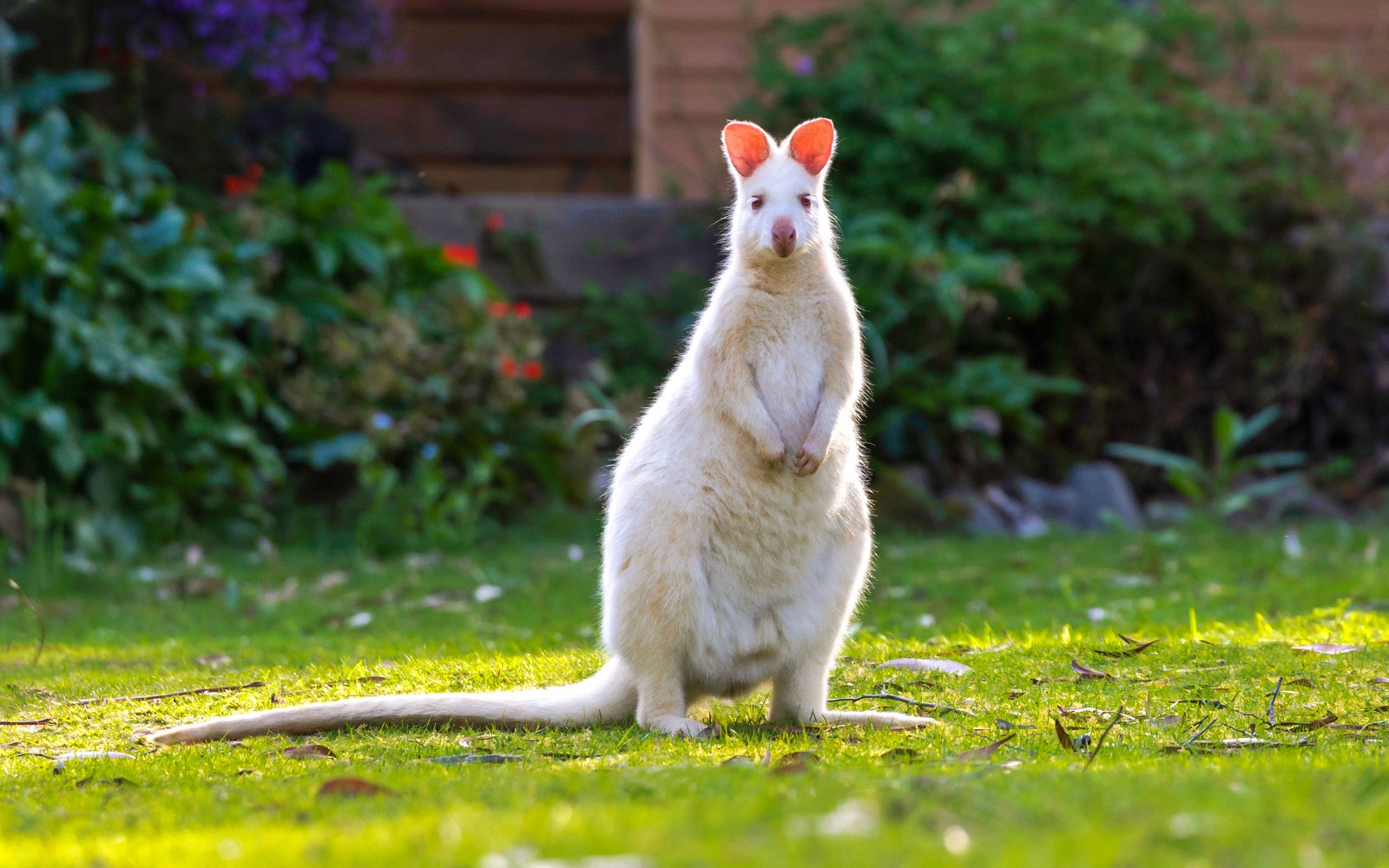 From Hobart: Bruny Island Full-Day Guided Tour — gallery 1