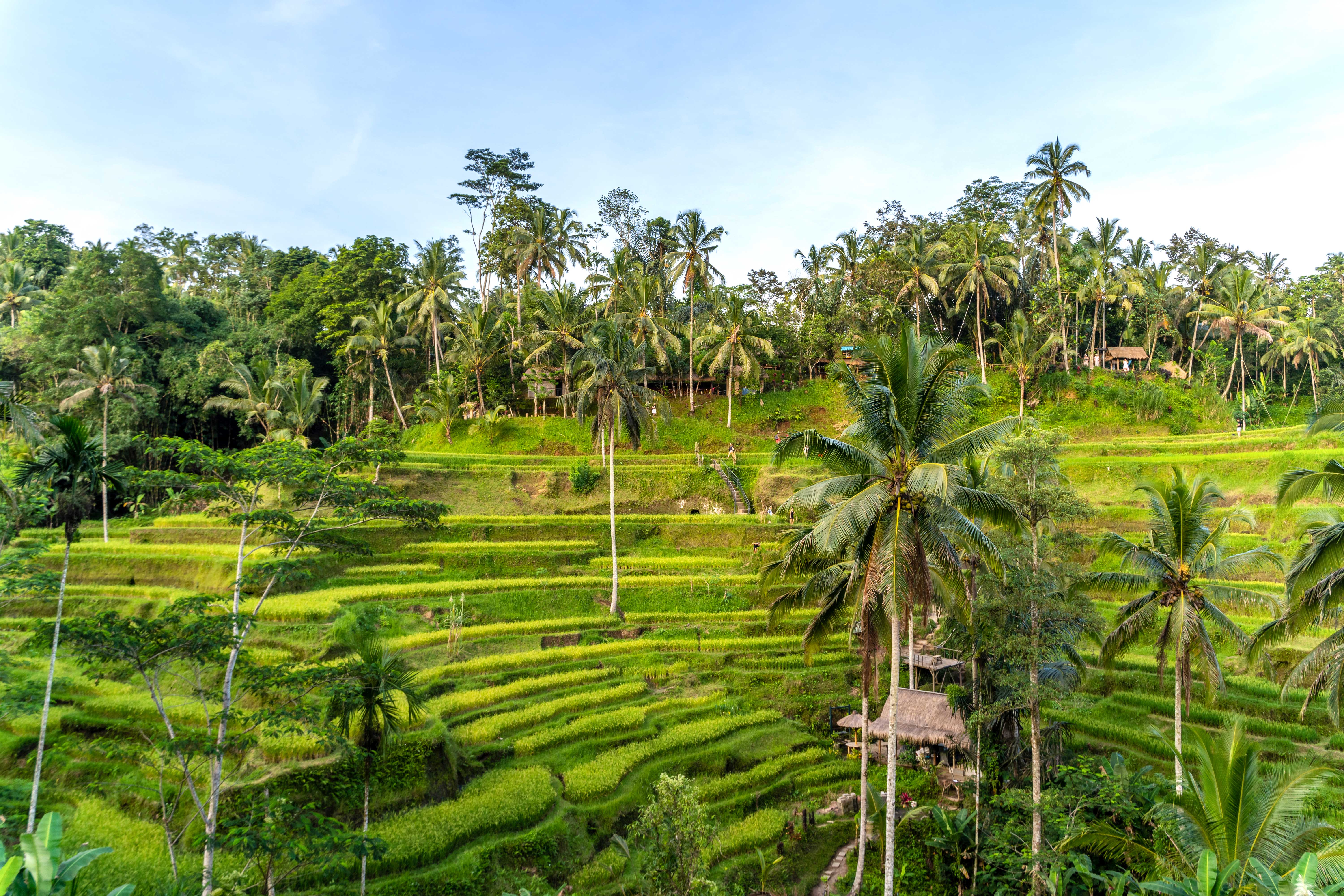 Mount Batur Sunrise Tour (Trek/Jeep) + Customisable 6-Hour Ubud Tour with Private Car — gallery 5