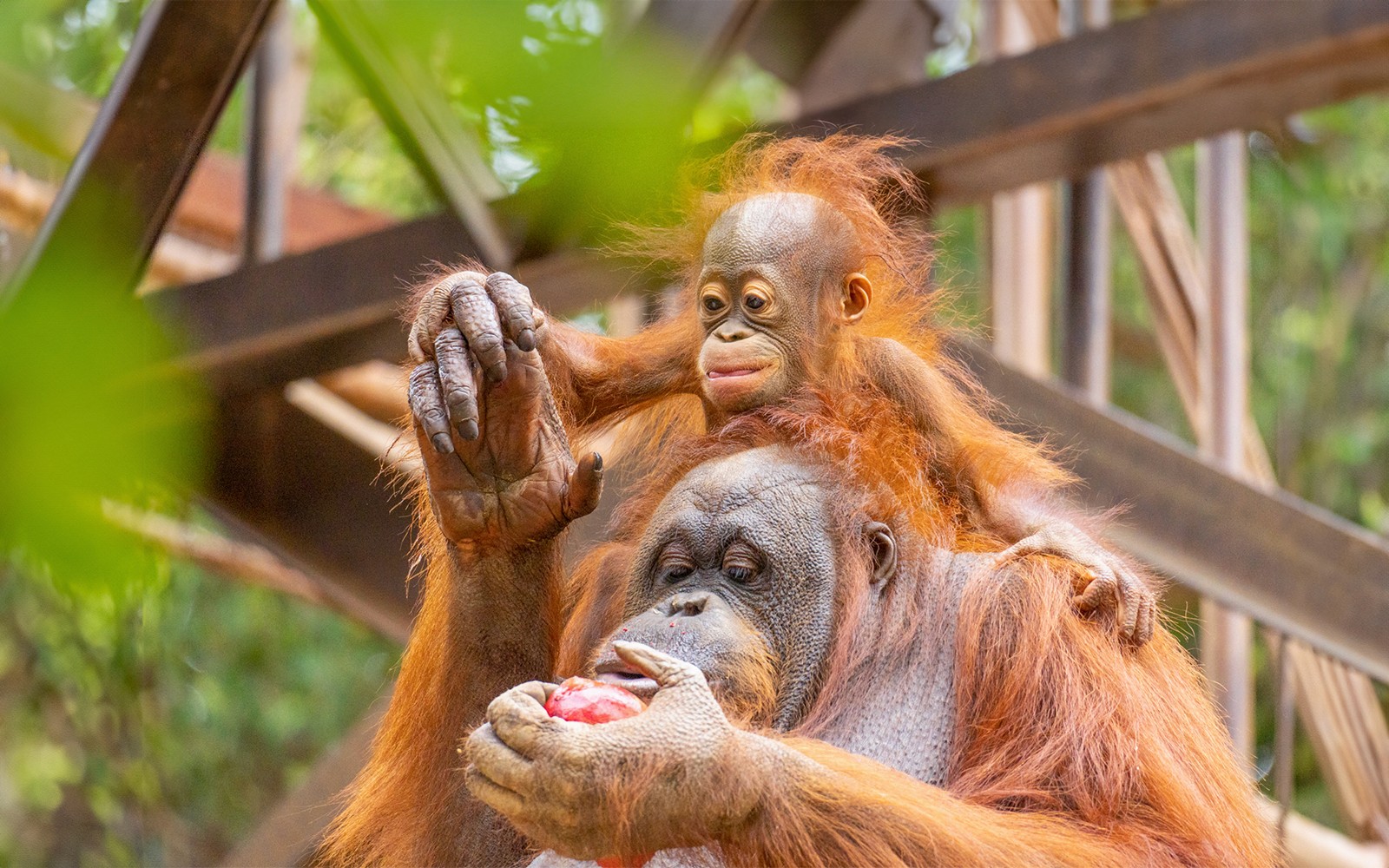 Mga Ticket para sa Bioparc Fuengirola — gallery 1