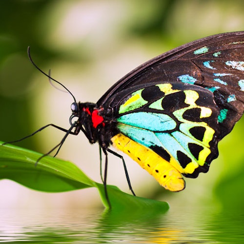 Rainforestation Nature Park & Australian Butterfly Sanctuary — gallery 3
