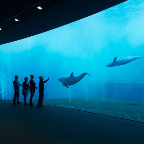 Aquarium of Genoa: Entry Ticket + Lunch or Breakfast