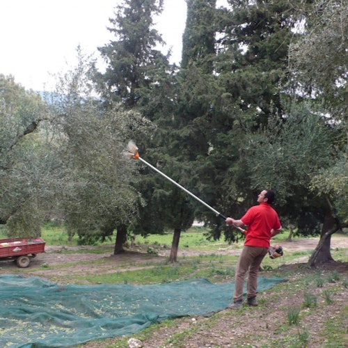 Corfu: Winery Tour + Wine & Olive Tasting — gallery 1