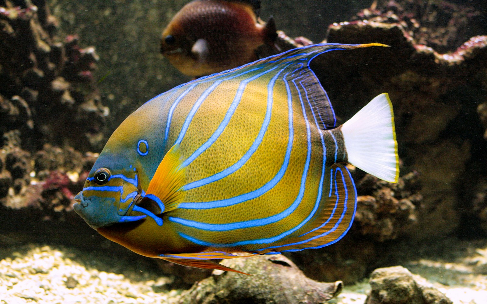 Tickets to Vasco da Gama Aquarium in Lisbon — gallery 3