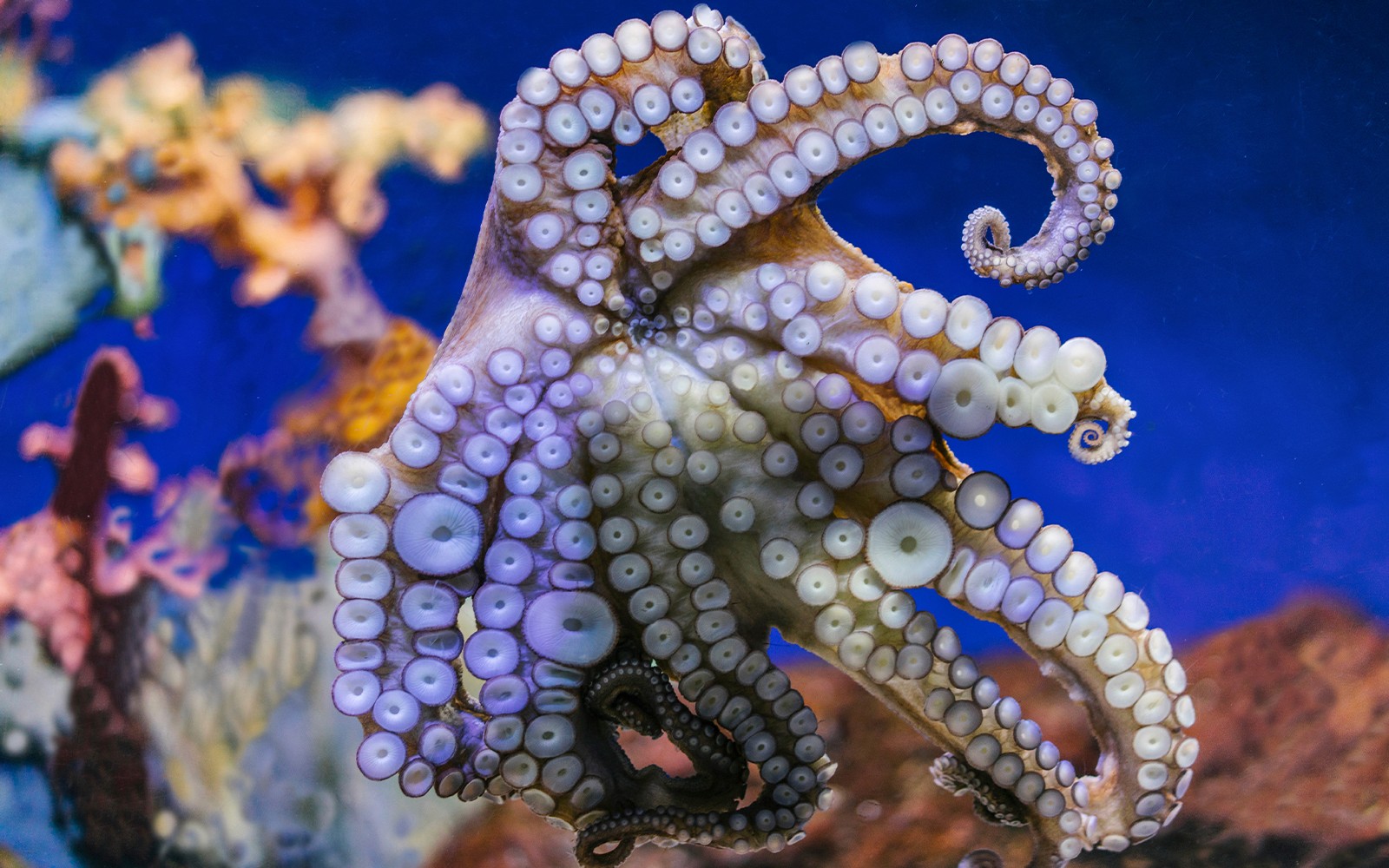 Barcelona Aquarium Skip-the-Line Tickets