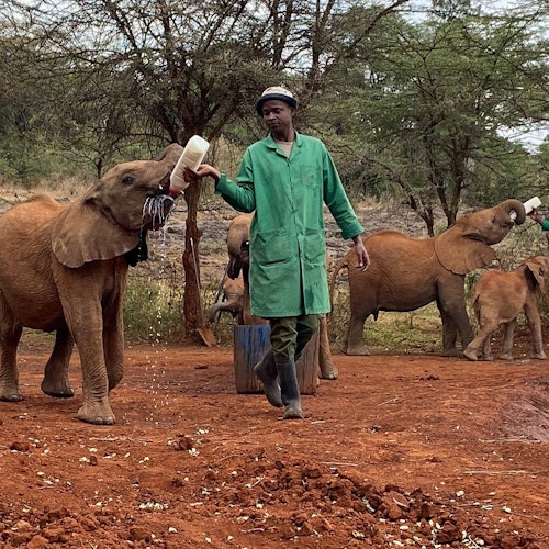 Nairobi: Elephant Orphanage, Giraffe Center + Kazuri Bead Factory Day Tour — gallery 2