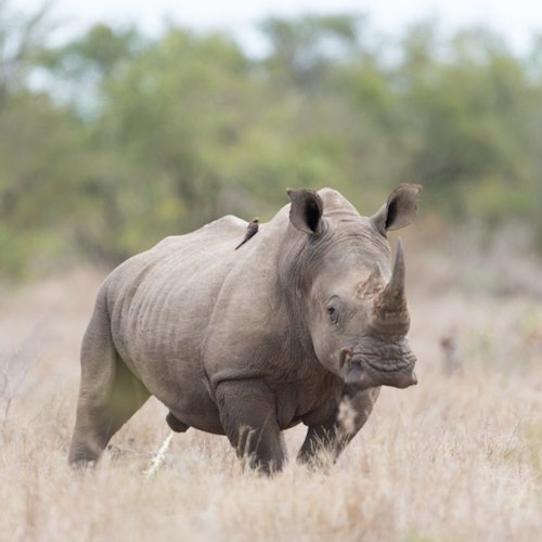 Cape Town: Sunset Aquila Safari Tour with Wine Tasting — gallery 1