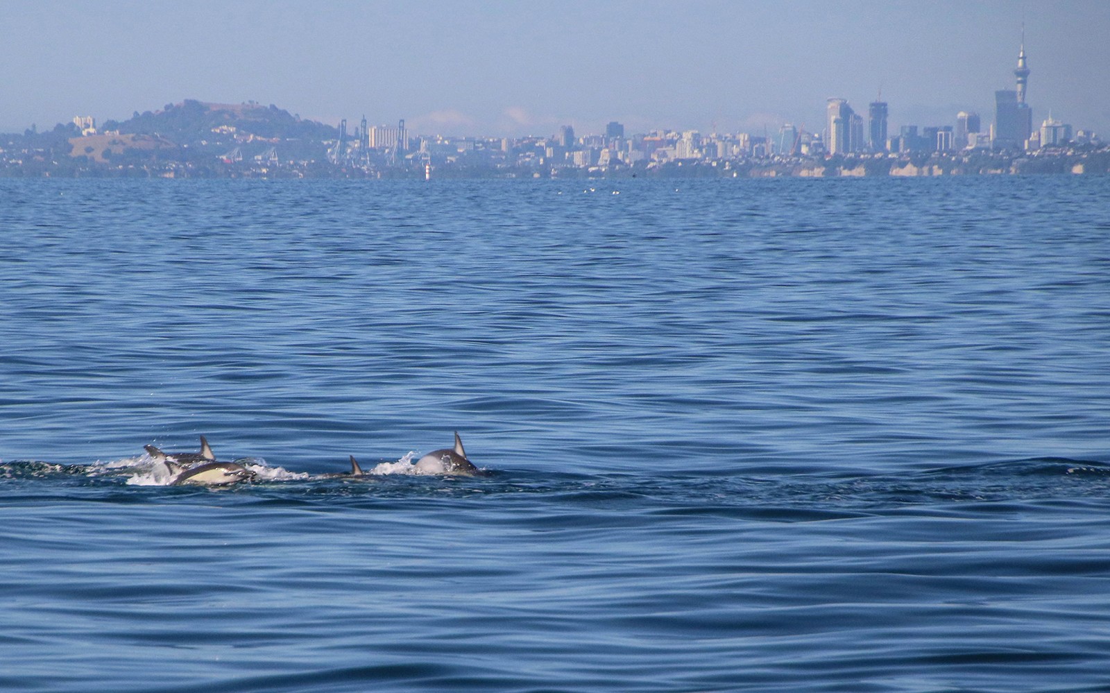 Half-Day Whale and Dolphin Safari Cruise from Auckland