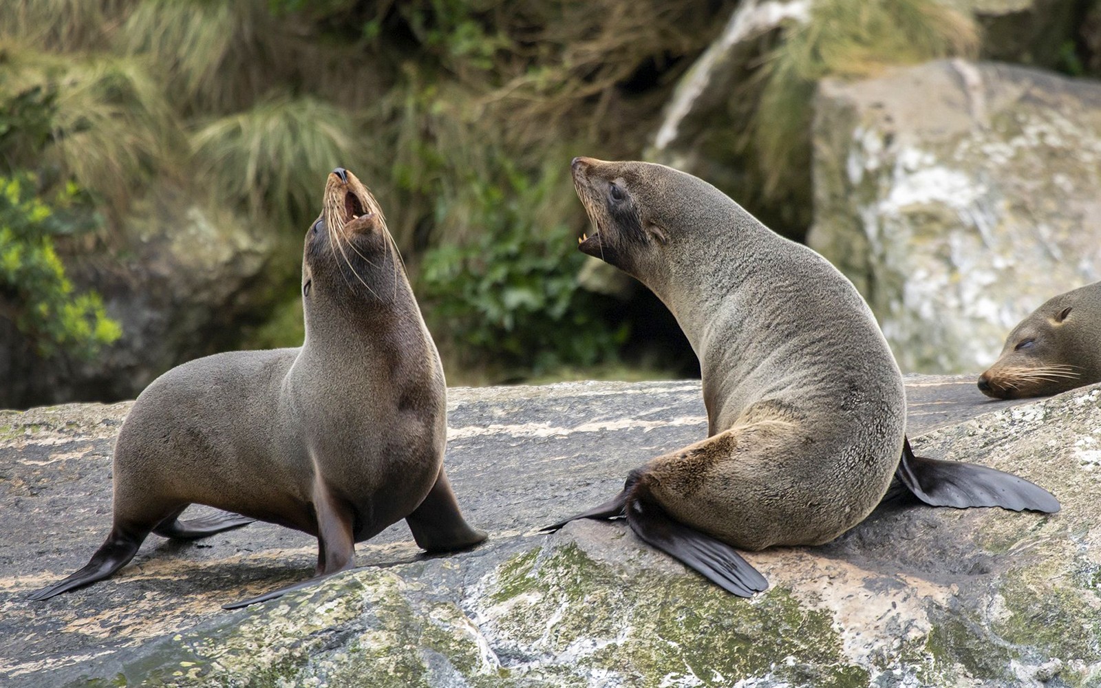 Overnight Milford Sound Cruise with Dinner & Activities
