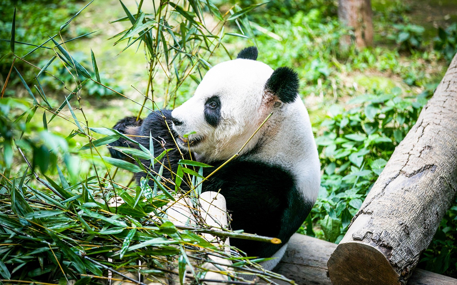 Zoo Negara & Panda Conservation Centre Tickets
