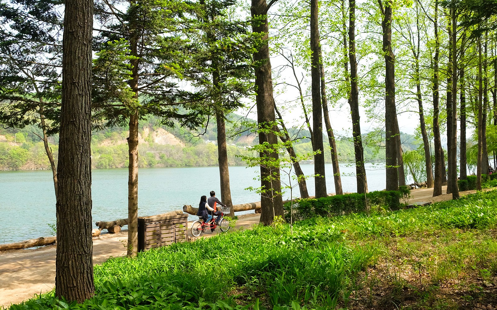 Nami Island Wildlife Exploration Day Tour with Alpaca World 