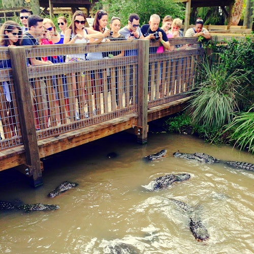 Wild Florida Gator Park Admission — gallery 4