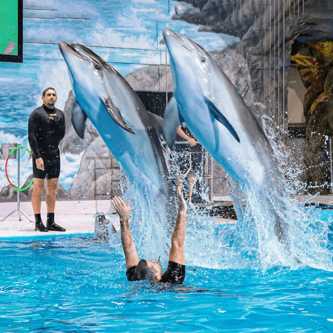 Dubai Dolphinarium: Dolphin and Seal Show — gallery 3