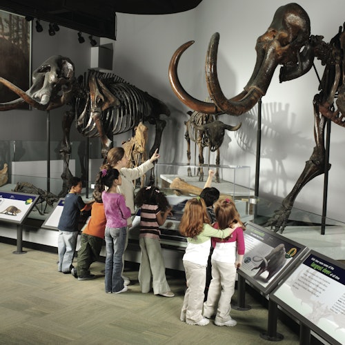 The Field Museum of Natural History: Entry Ticket — gallery 2