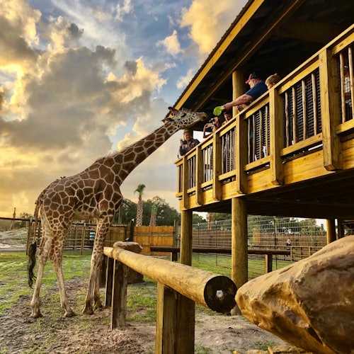 Wild Florida Drive-Thru Safari Park Admission