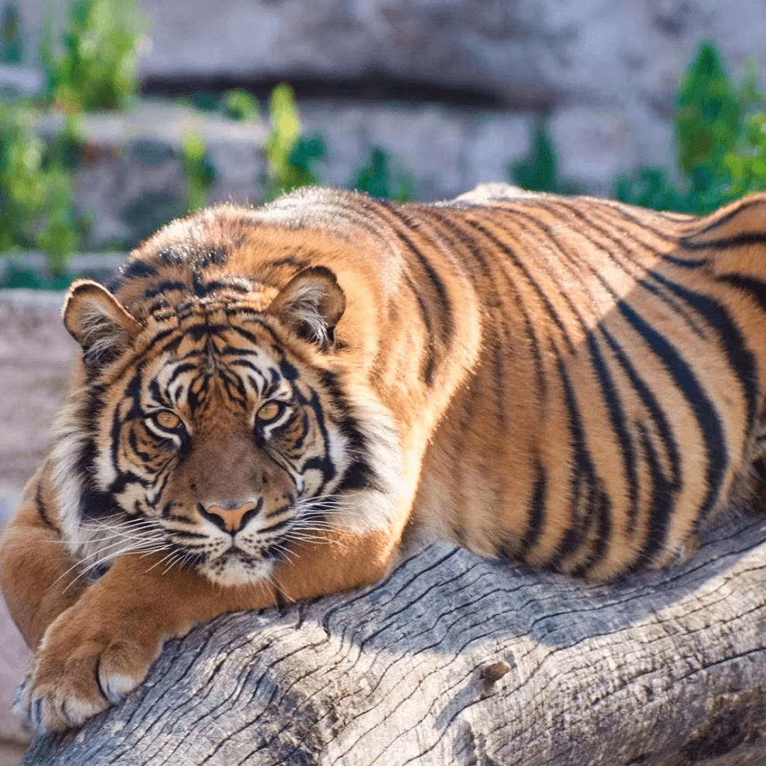 Barcelona Zoo — gallery 3