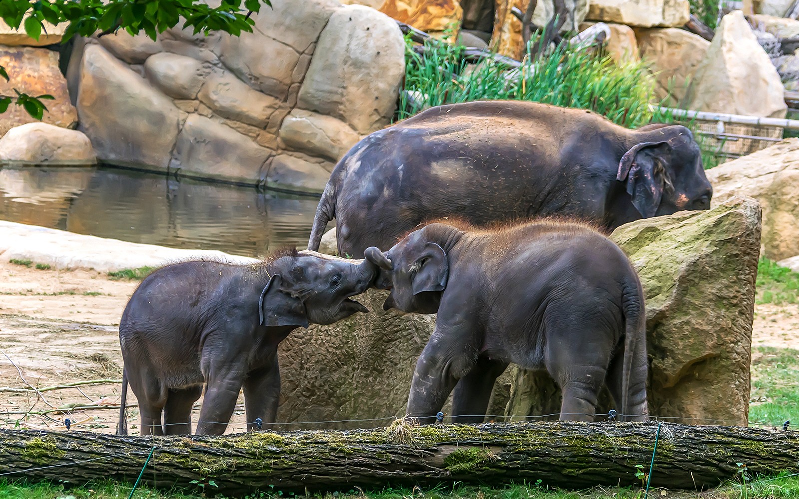 Prague Zoo Tickets