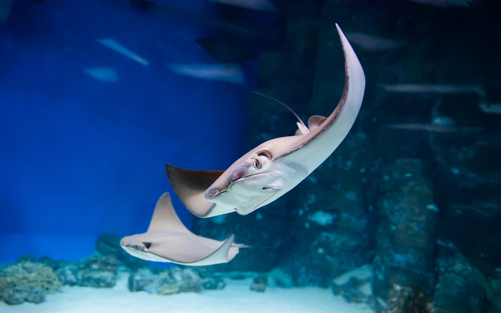 Langkawi Underwater World Tickets
