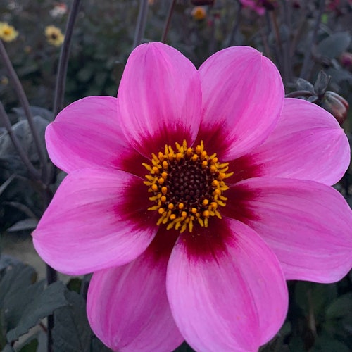 Bulb Region: Dahlia Gardens, Windmills & Castle Bike Tour — gallery 4
