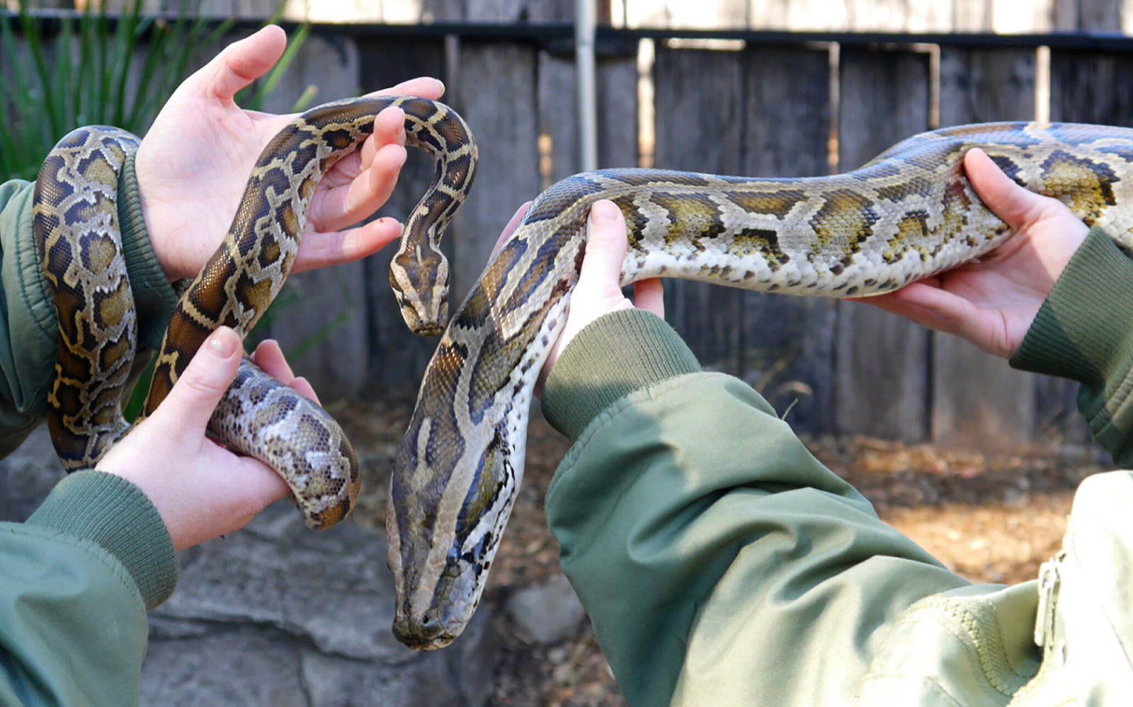 Australian Reptile Park Ticket