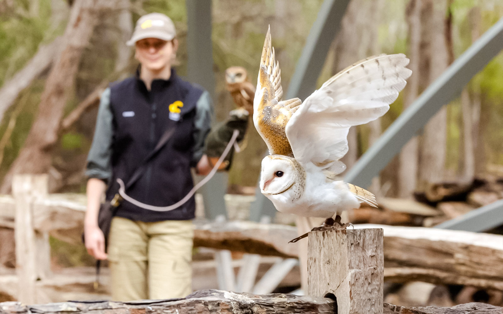 Margaret River: Capes Raptor Centre Tickets with Birds of Prey Show & Owl Photo